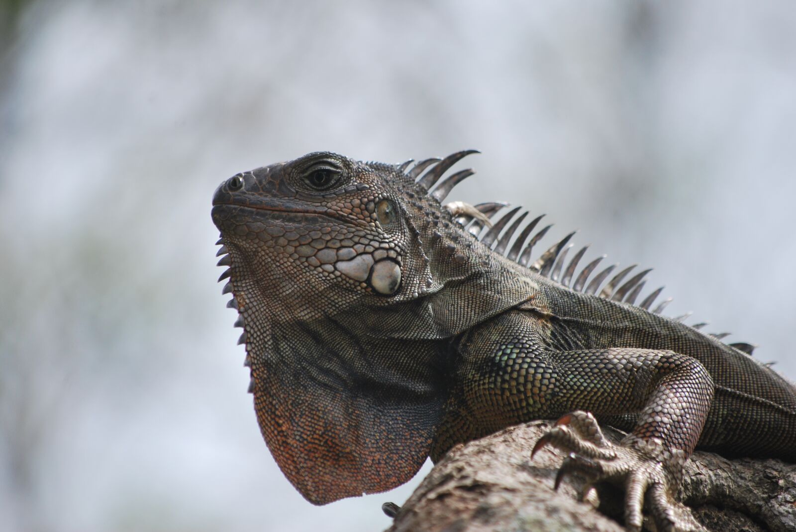 Nikon D60 sample photo. Iguana, nature, animal photography