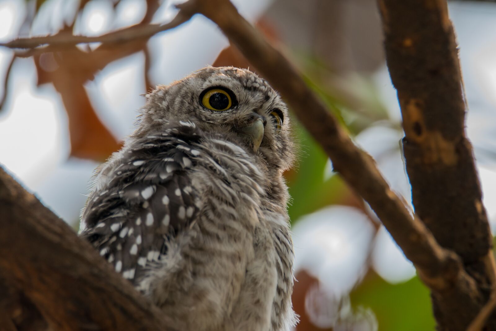 Nikon D5300 sample photo. The spotted owlet, athene photography