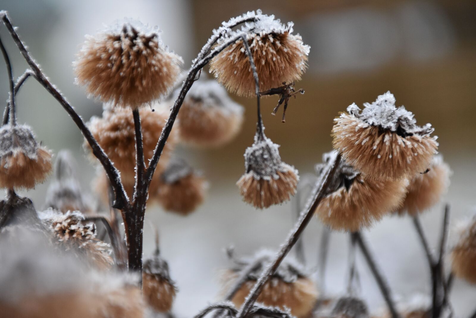 Nikon D3400 sample photo. Nature, winter, frost photography