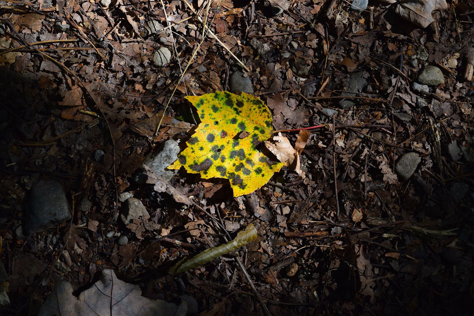 Nikon D3300 sample photo. Leaf, light, forest photography