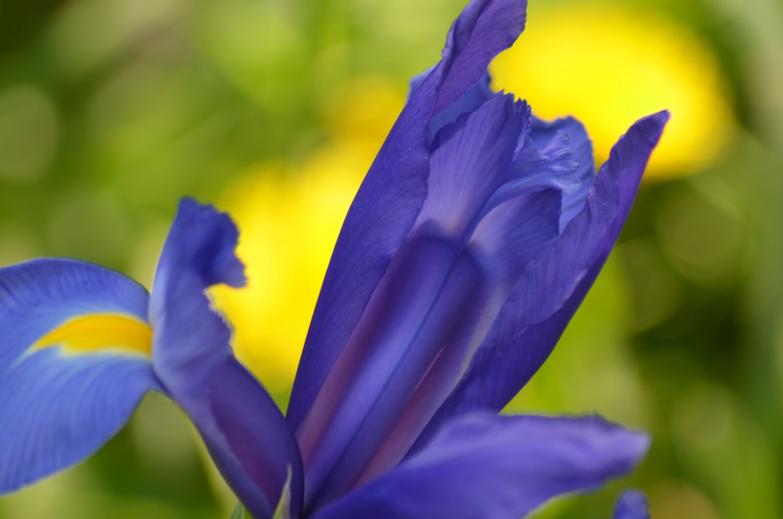 Nikon D5100 sample photo. Iris, flower, spring photography