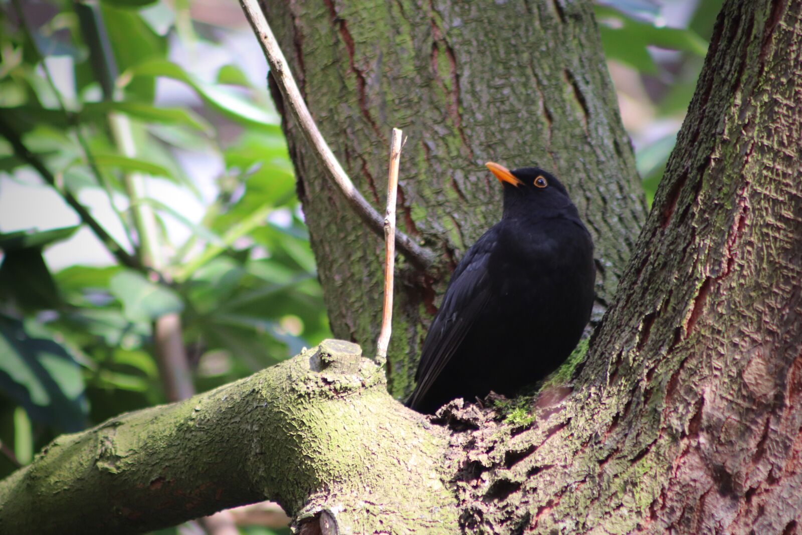 Canon EOS 77D (EOS 9000D / EOS 770D) sample photo. Blackbird, songbird, bird photography
