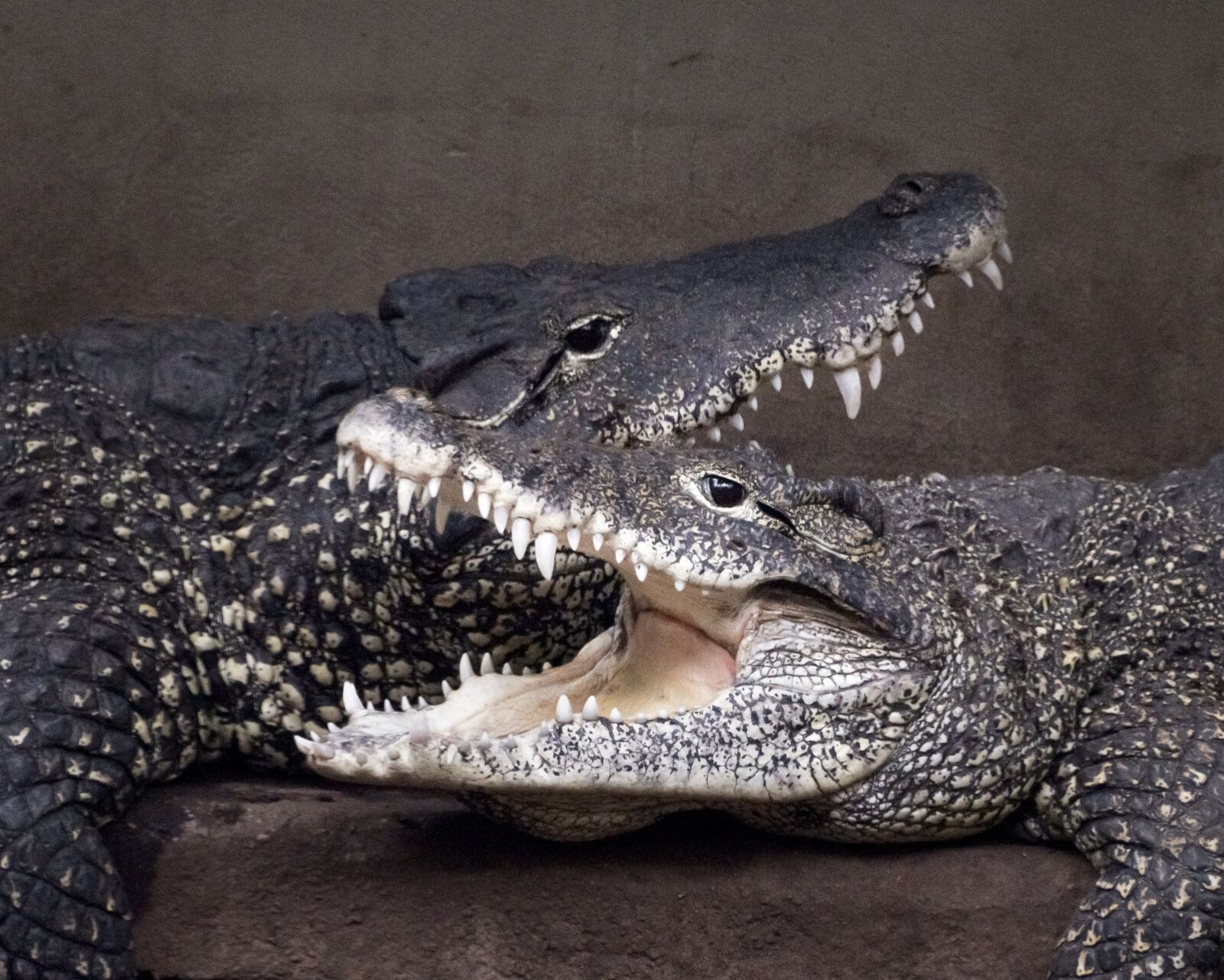 Nikon D500 sample photo. Crocodiles, extinction, zoo photography
