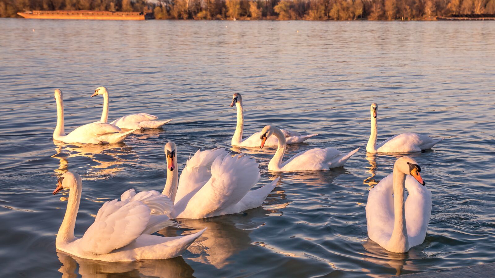 Canon EOS 5D Mark IV sample photo. Swans, belgrade, serbia photography
