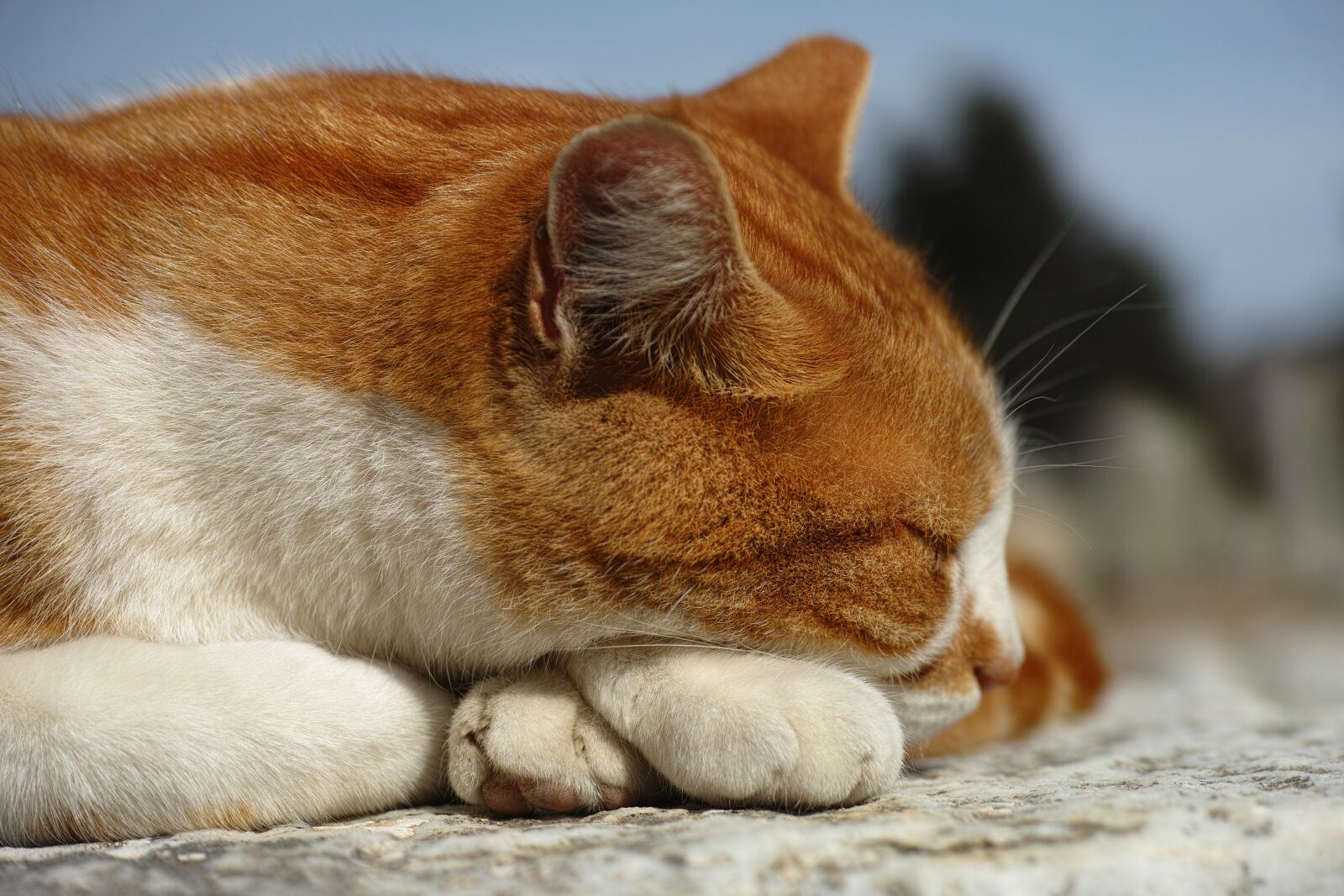 Sigma DP3 Merrill sample photo. Cat, animal, kitten photography