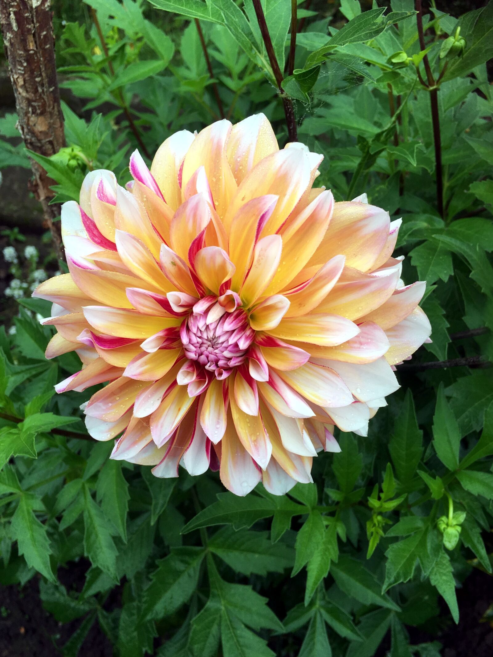 Apple iPhone 6s sample photo. Autumn flower, chrysanthemum, flower photography