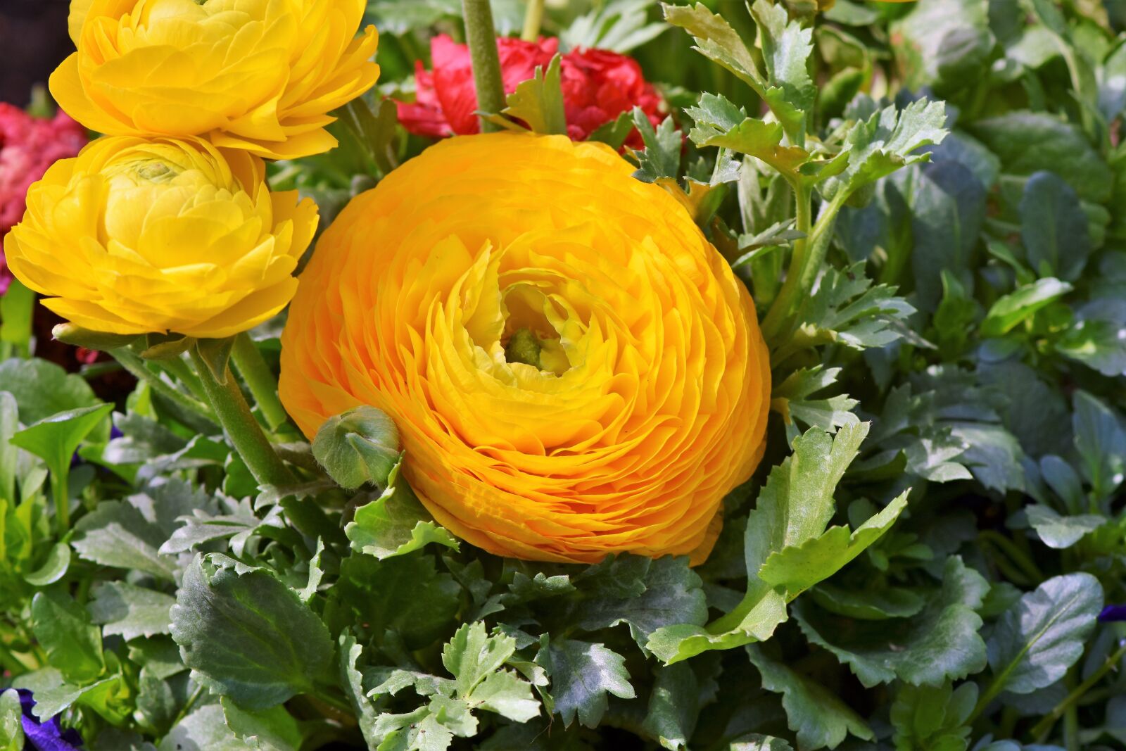 Nikon D7200 sample photo. Ranunculus, orange ranunkel, orange photography