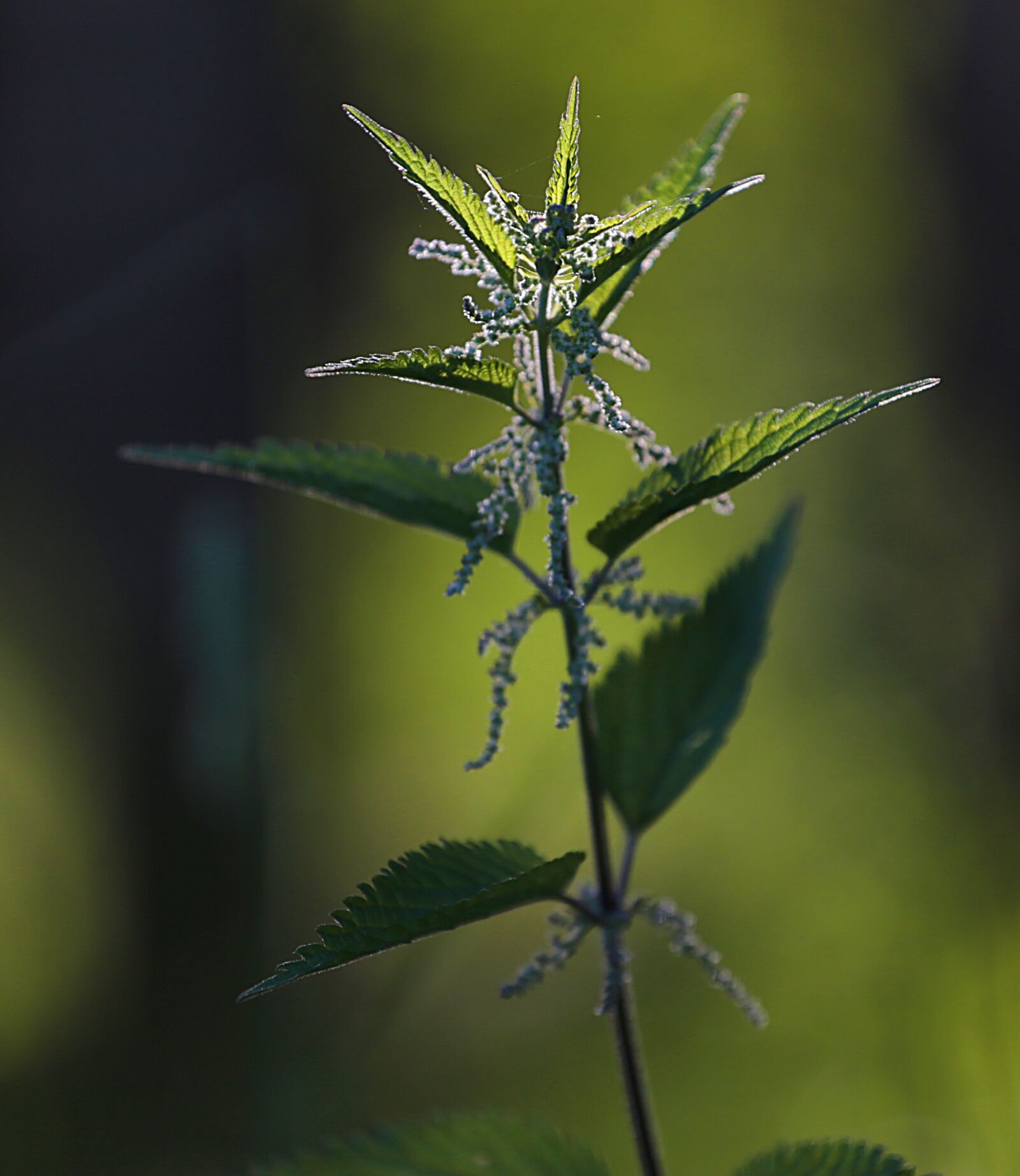 Canon EOS 6D + Canon EF 70-200mm F4L USM sample photo. Nettle, closeup, macro photography