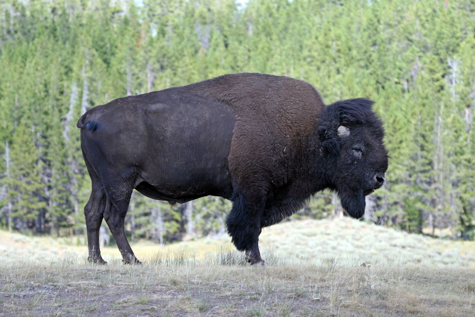 Canon EOS 400D (EOS Digital Rebel XTi / EOS Kiss Digital X) sample photo. Bison, yellowstone, america photography