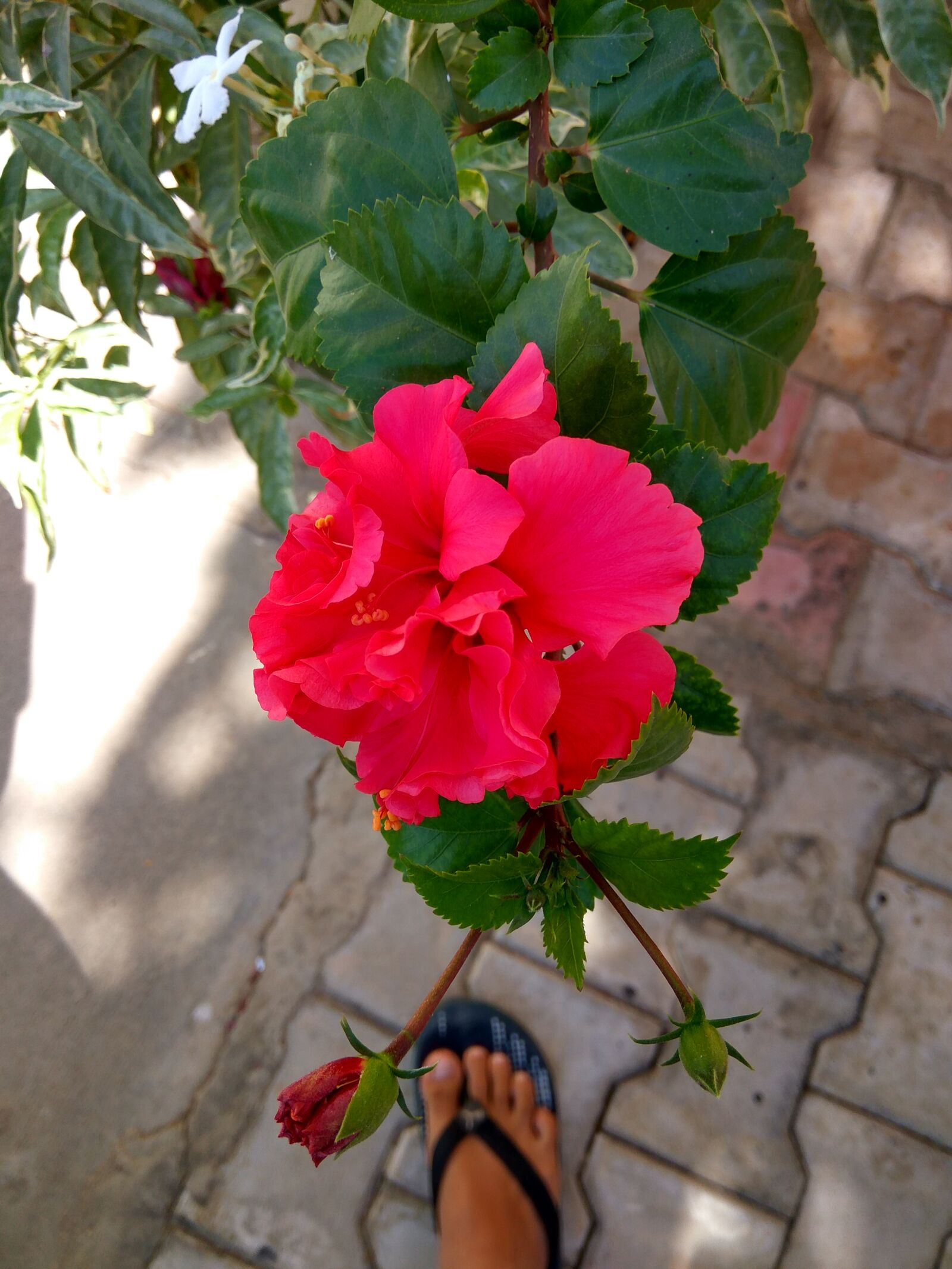 Xiaomi Redmi Note3 sample photo. Close, up, of, pink photography
