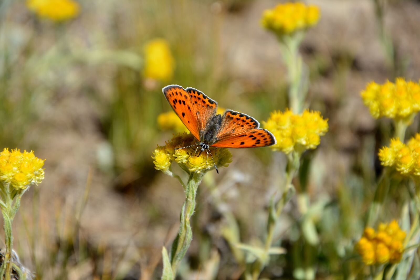 Nikon D7100 sample photo. Flower, nature, butterfly photography