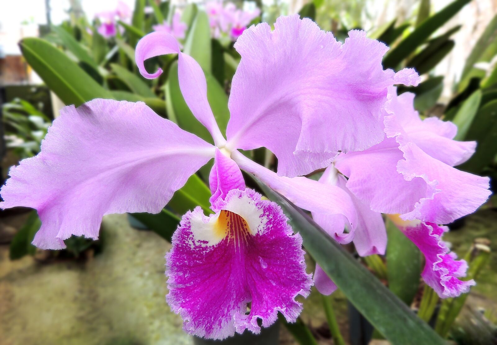 Nikon Coolpix P510 sample photo. Orchid, flower, nature photography
