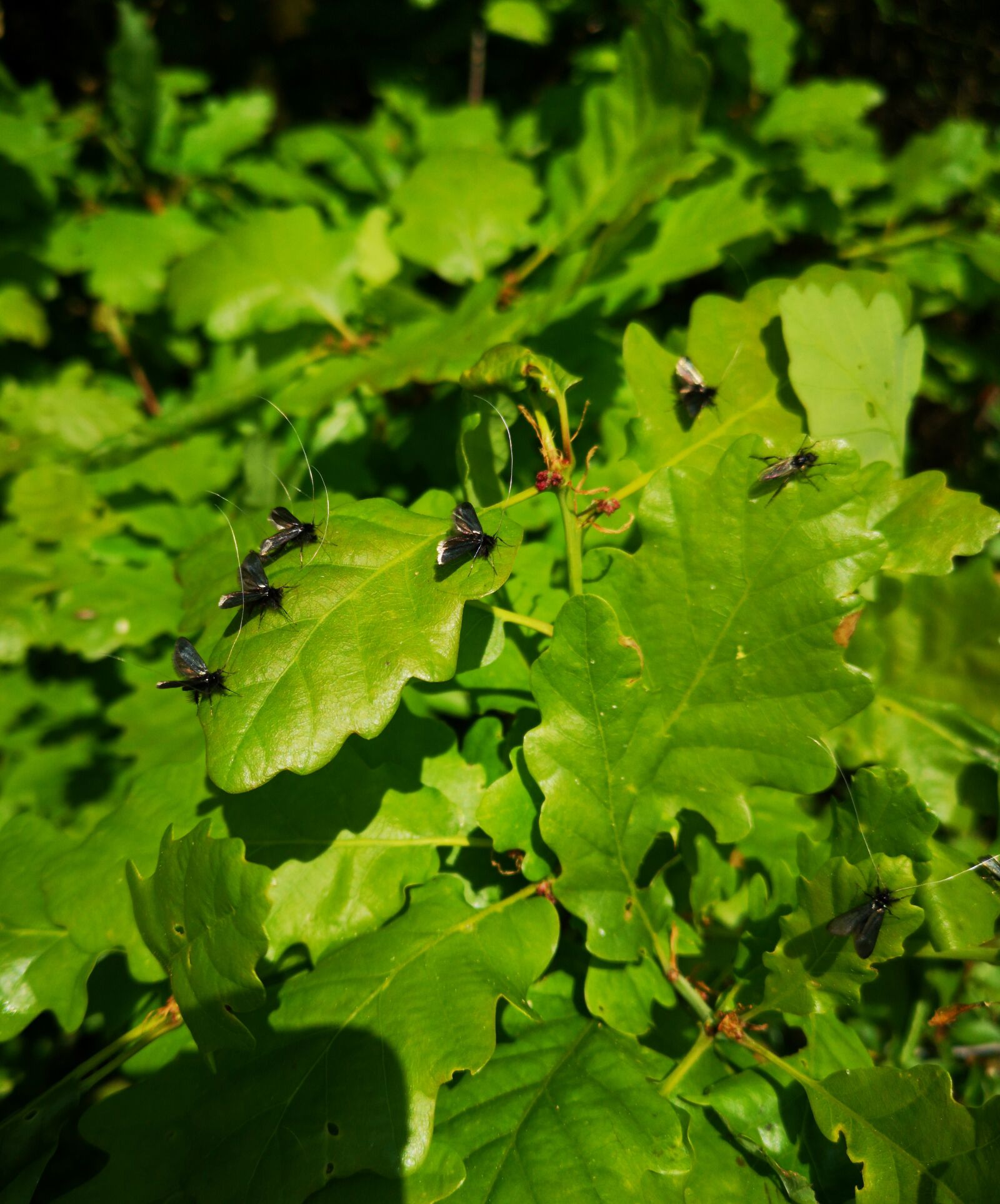 HUAWEI CLT-L29 sample photo. Insect, probe, leaves photography