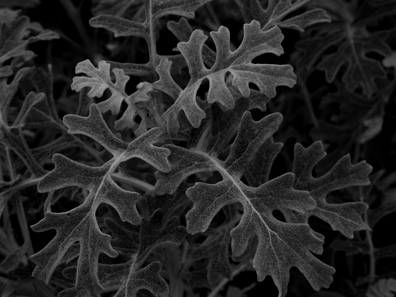 Olympus SP560UZ sample photo. Leaves, nature, shadows photography