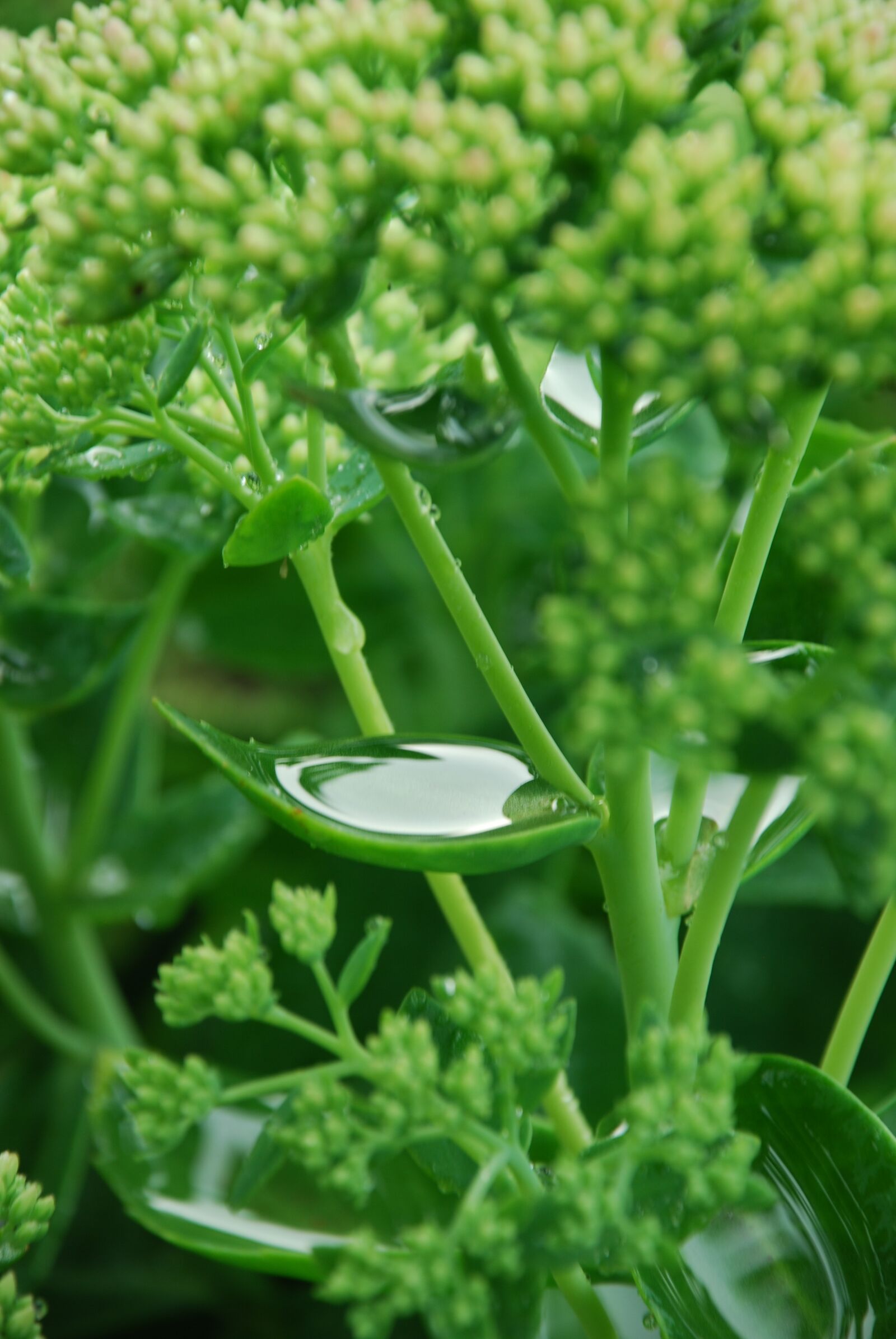 Nikon D80 sample photo. Plant, water, green photography