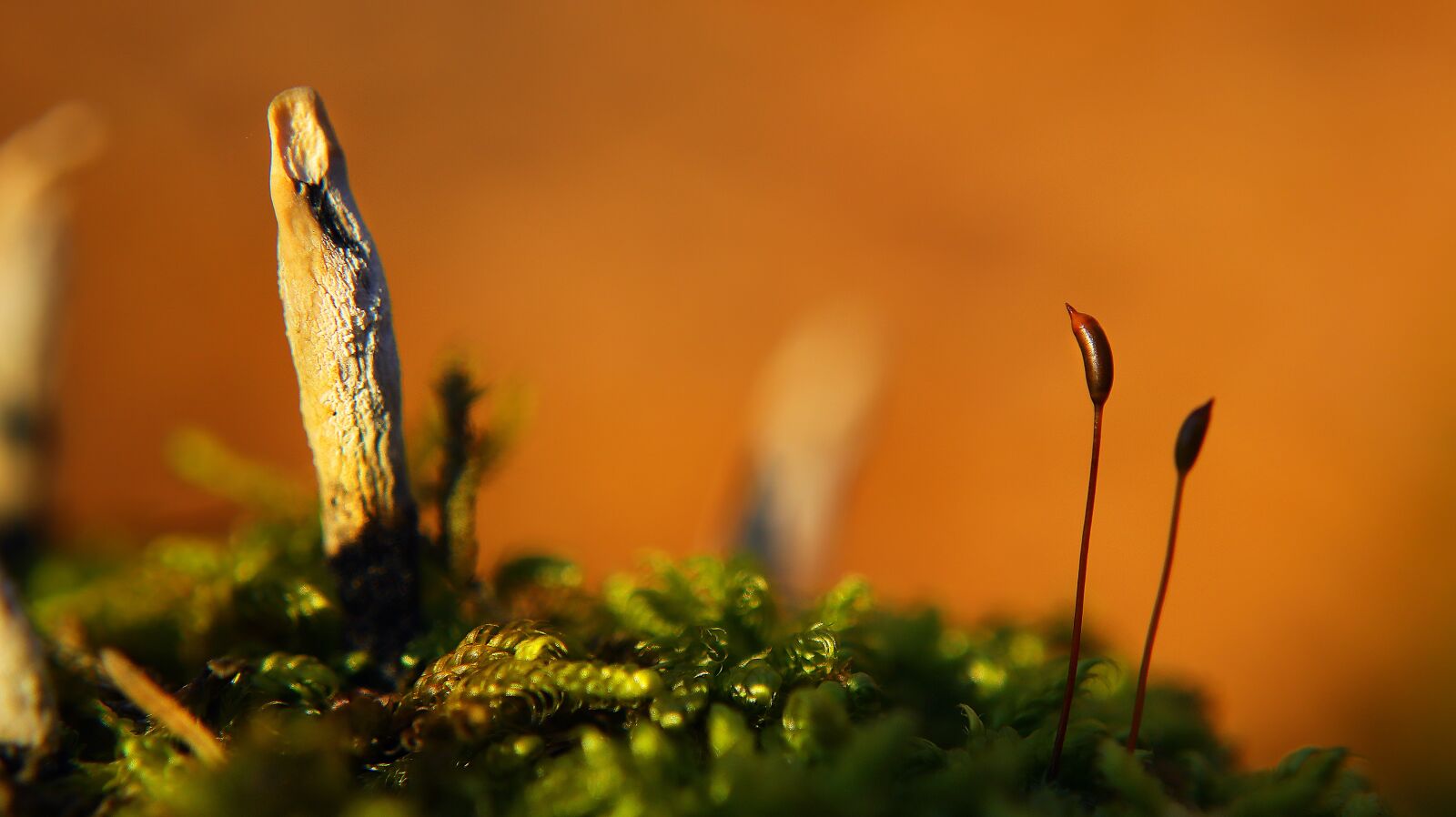 Canon EF-M 15-45mm F3.5-6.3 IS STM sample photo. Mushroom, autumn, leaves photography