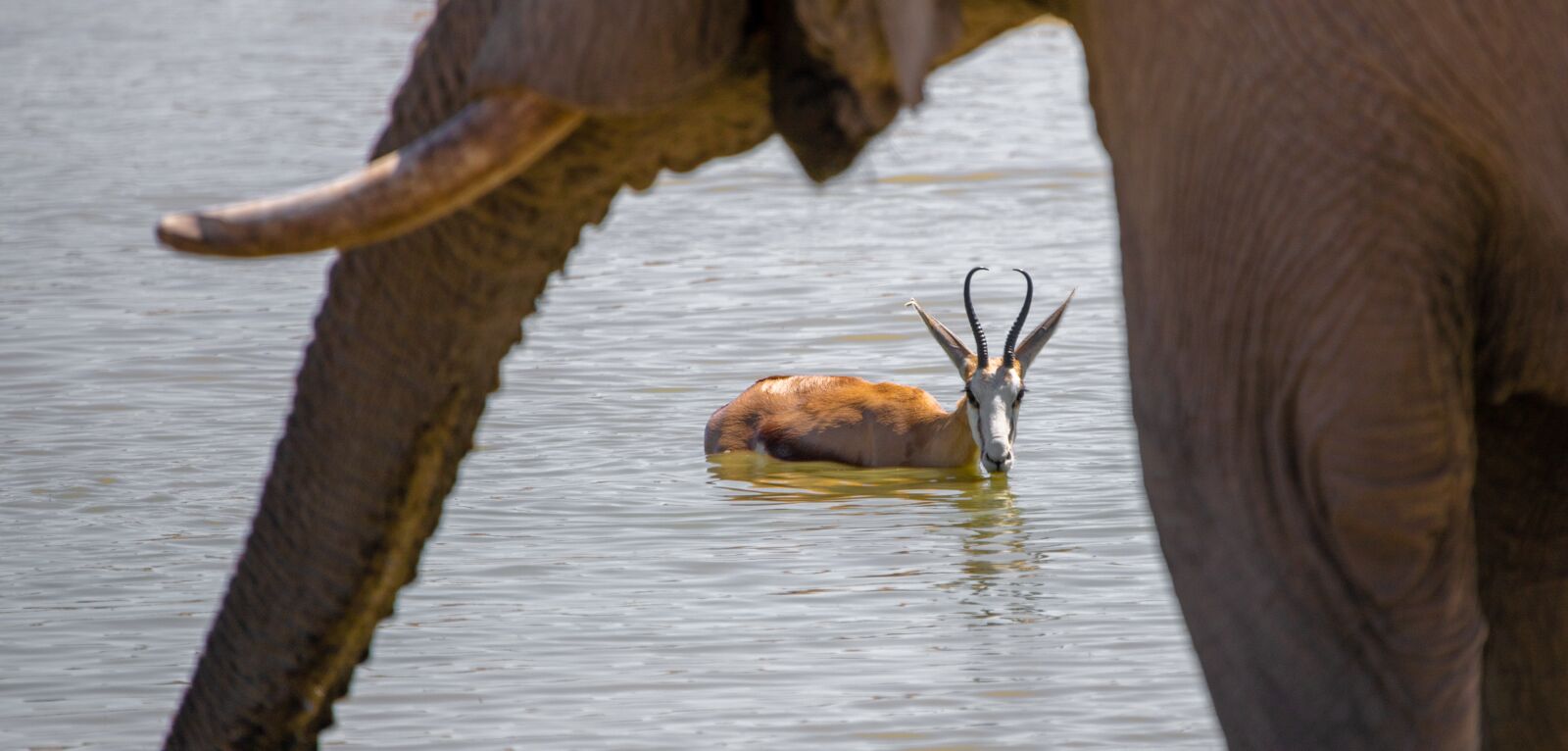 150-600mm F5-6.3 DG OS HSM | Contemporary 015 sample photo. Springbok, antelope, elephant photography