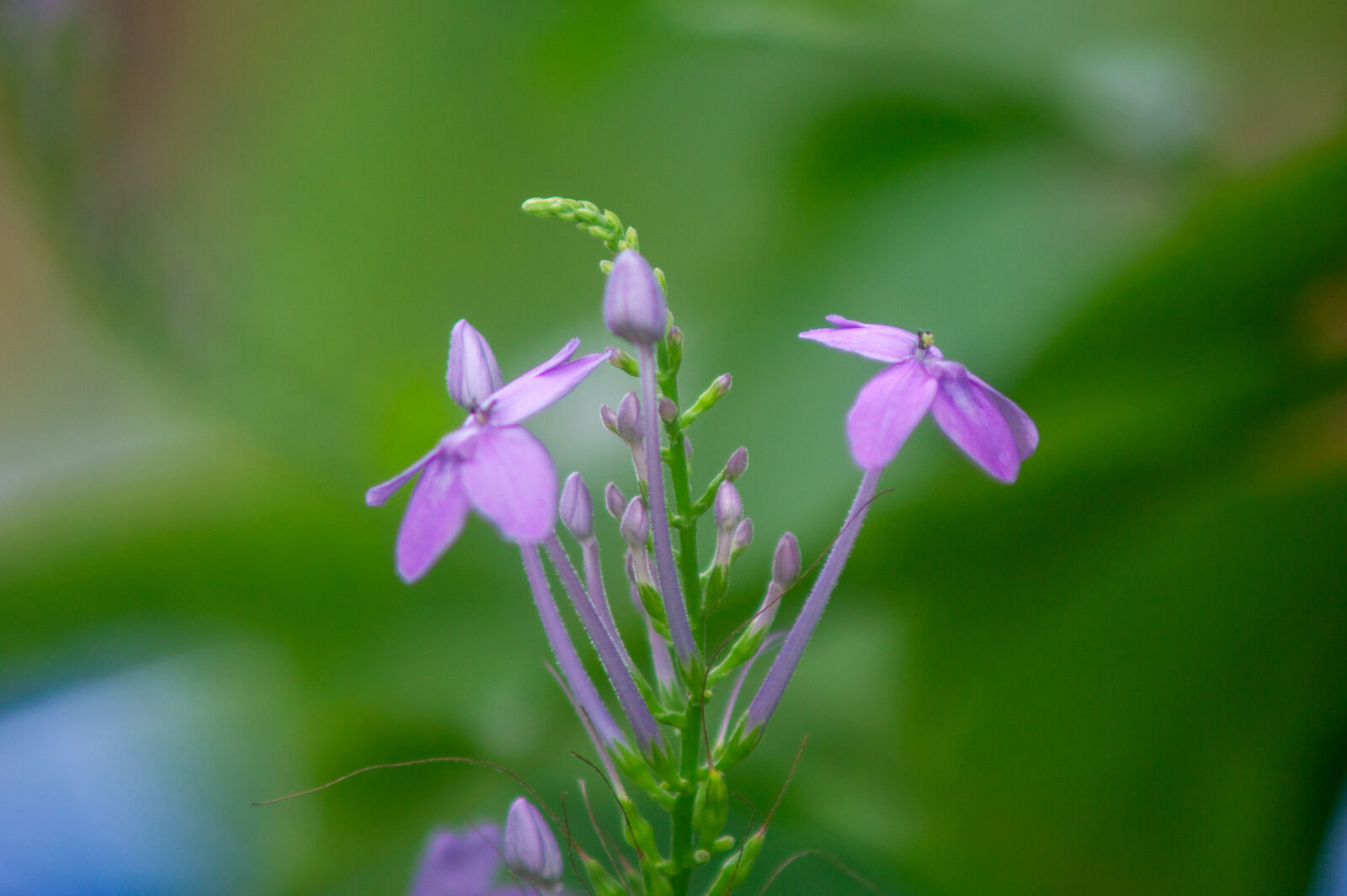 Sony Alpha DSLR-A550 sample photo