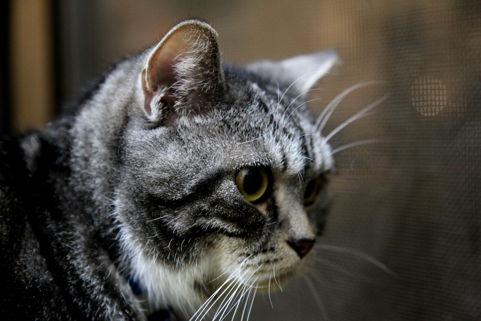 Canon EOS 5D Mark II sample photo. Cat, british short hair photography