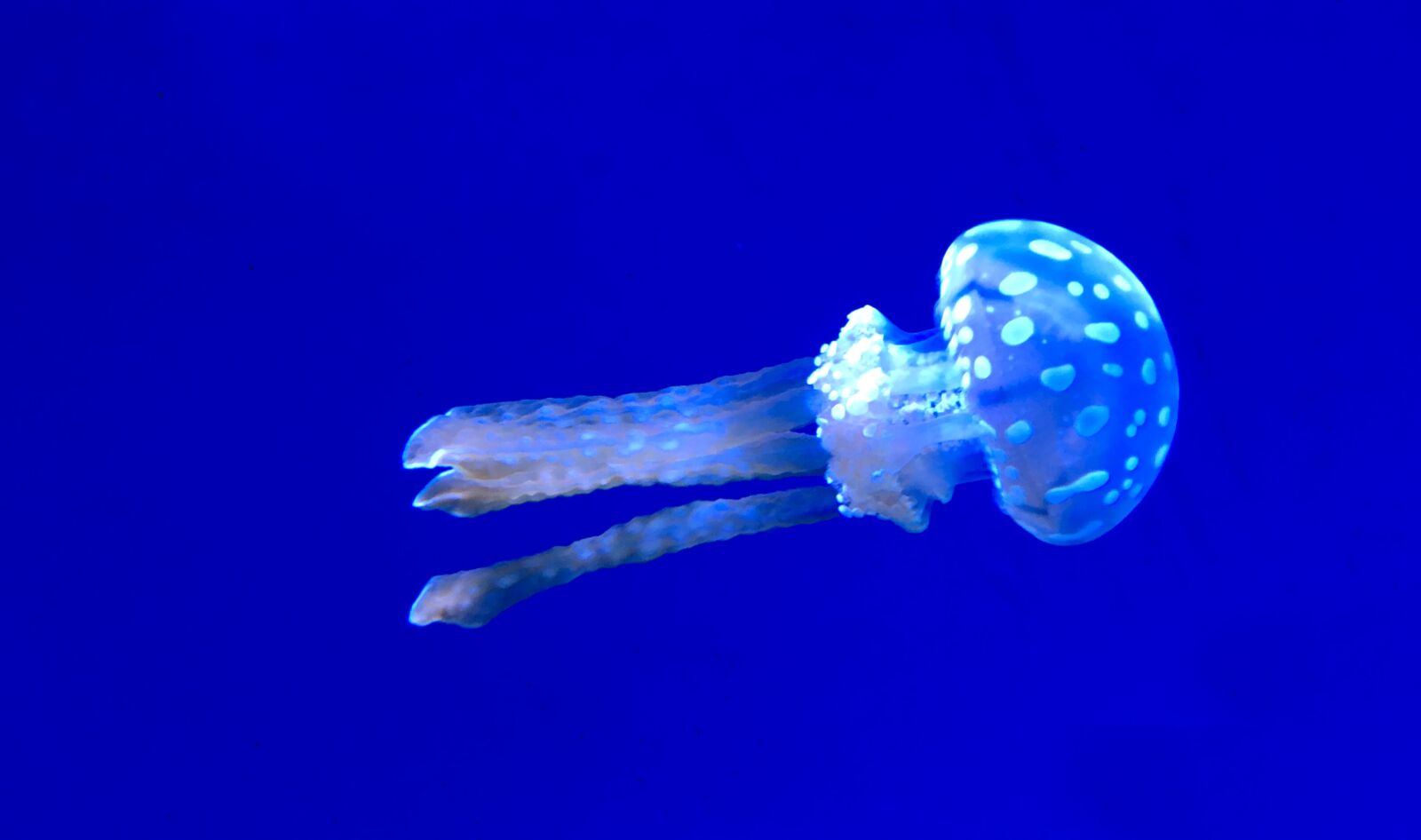 Apple iPhone 6s sample photo. Underwater, jellyfish, nature photography