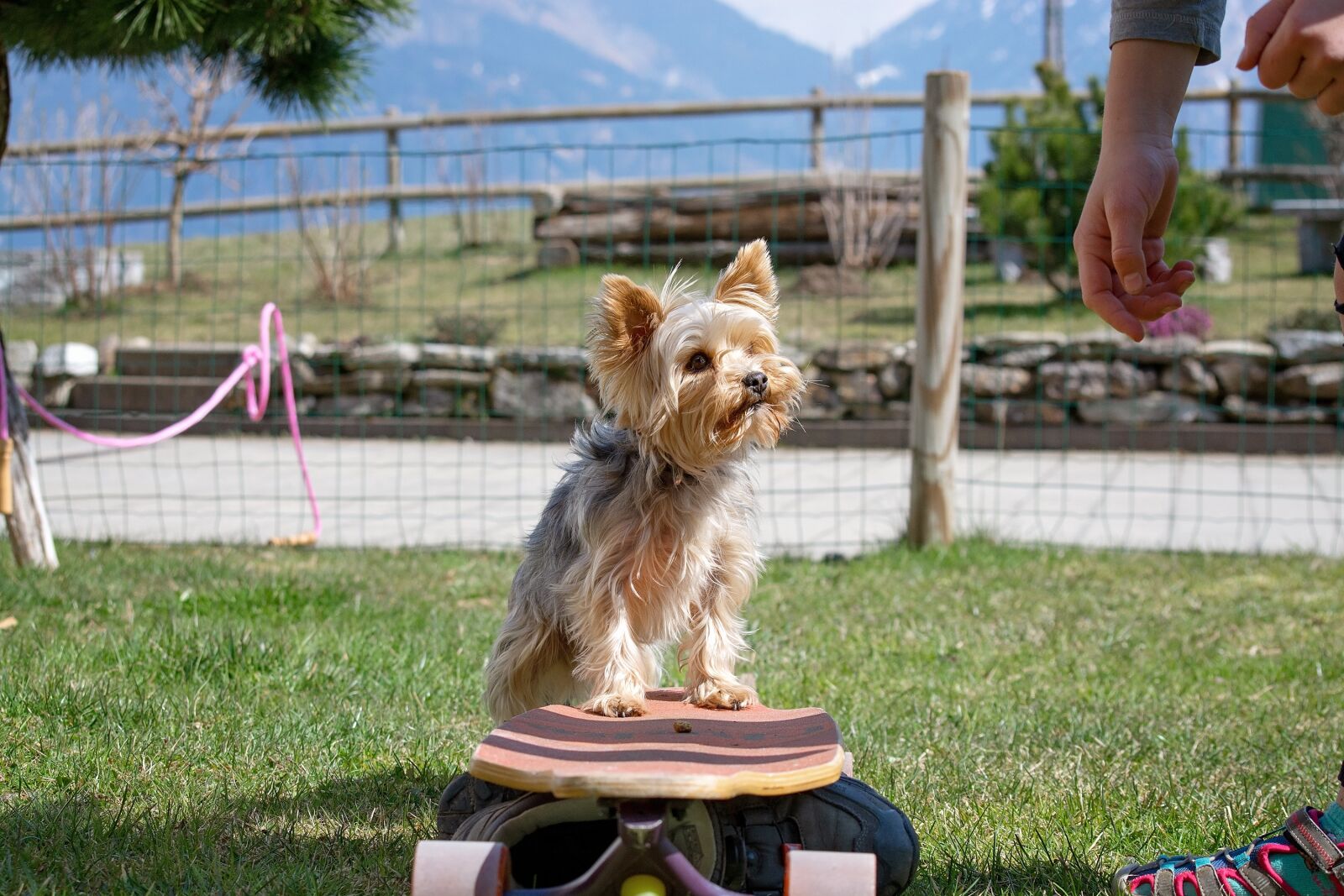 Nikon D7100 sample photo. Dog, small, garden photography