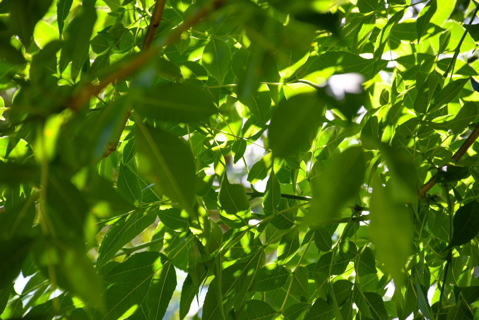 Nikon D7500 sample photo. Trees, leaves, green photography