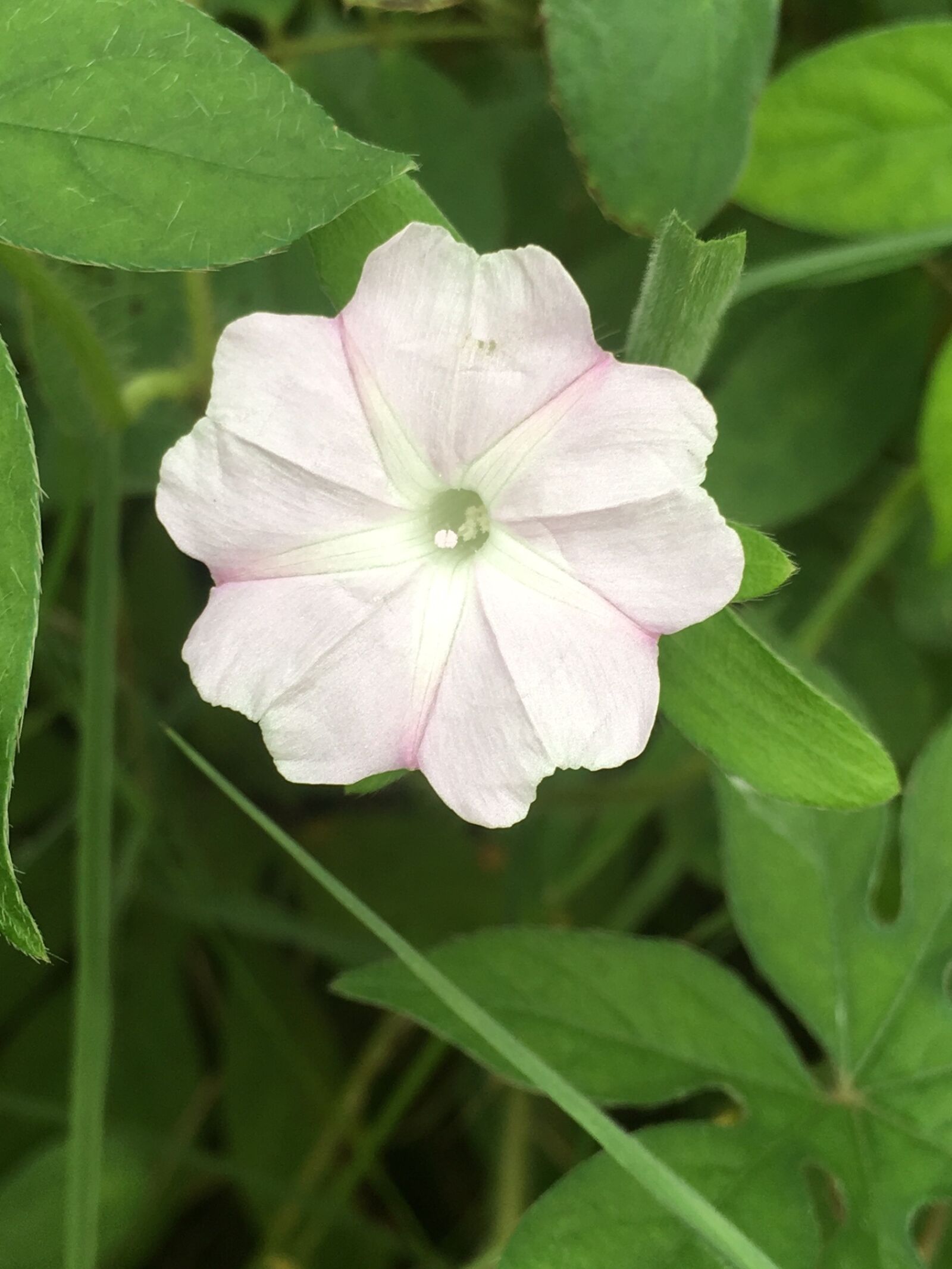 Apple iPhone SE sample photo. Flower, jasmine, nature photography