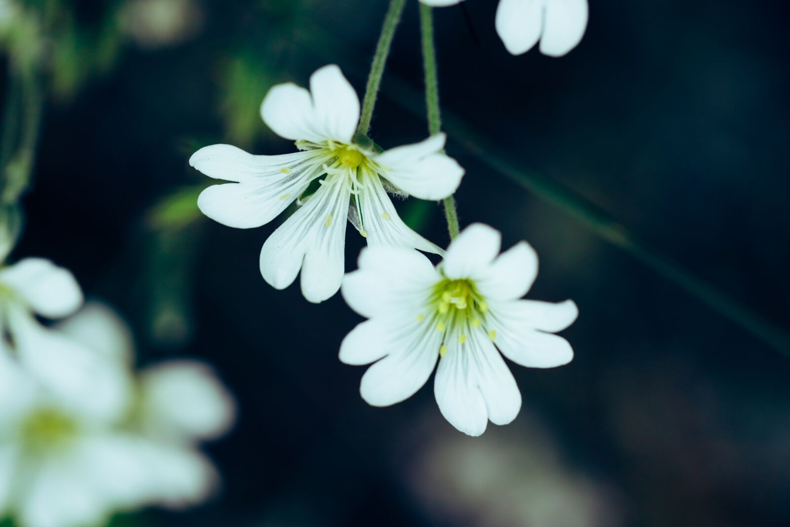 Canon EF 100mm F2.8L Macro IS USM sample photo. Flower, summer, nature photography