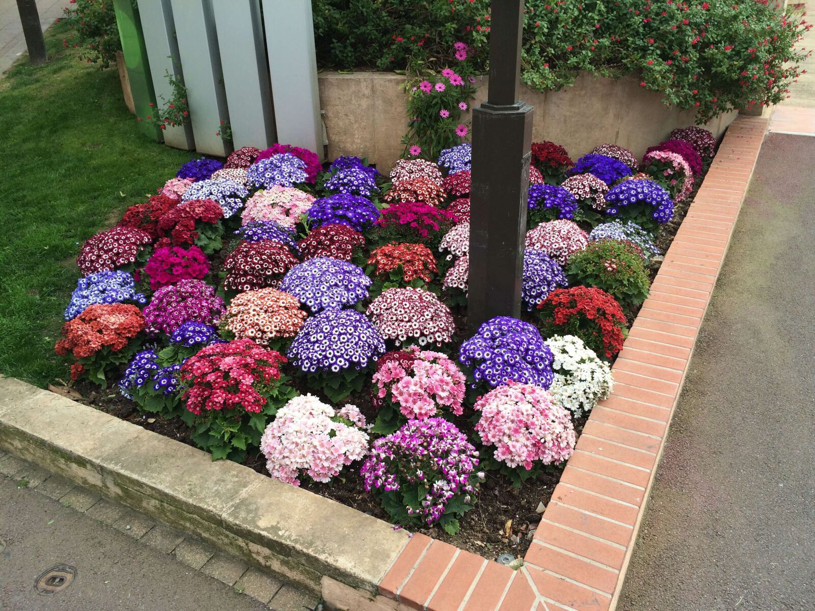 iPhone 5s back camera 4.15mm f/2.2 sample photo. French riviera, monaco, flowers photography