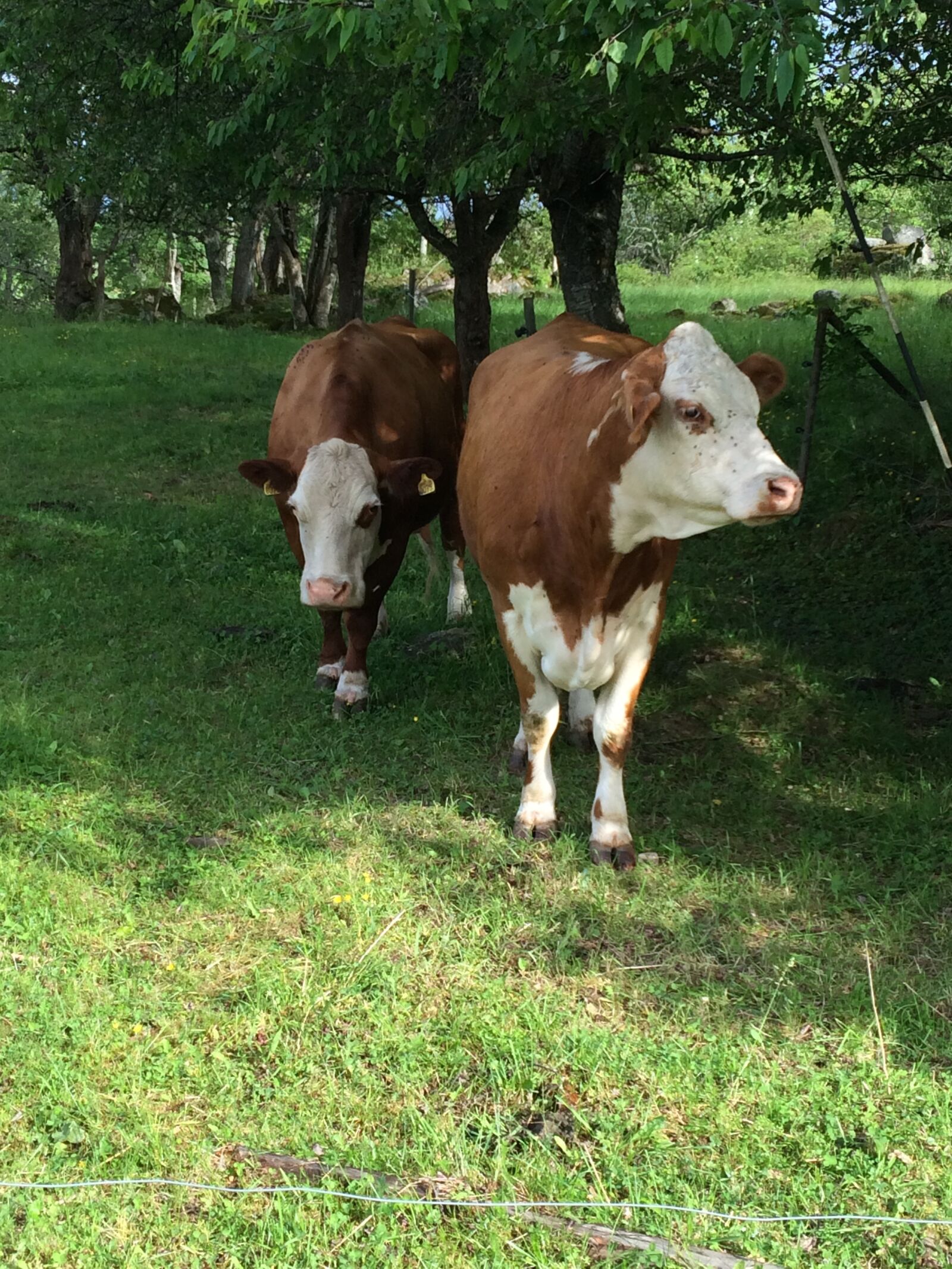 iPhone 5s back camera 4.12mm f/2.2 sample photo. Animals, green, summer photography