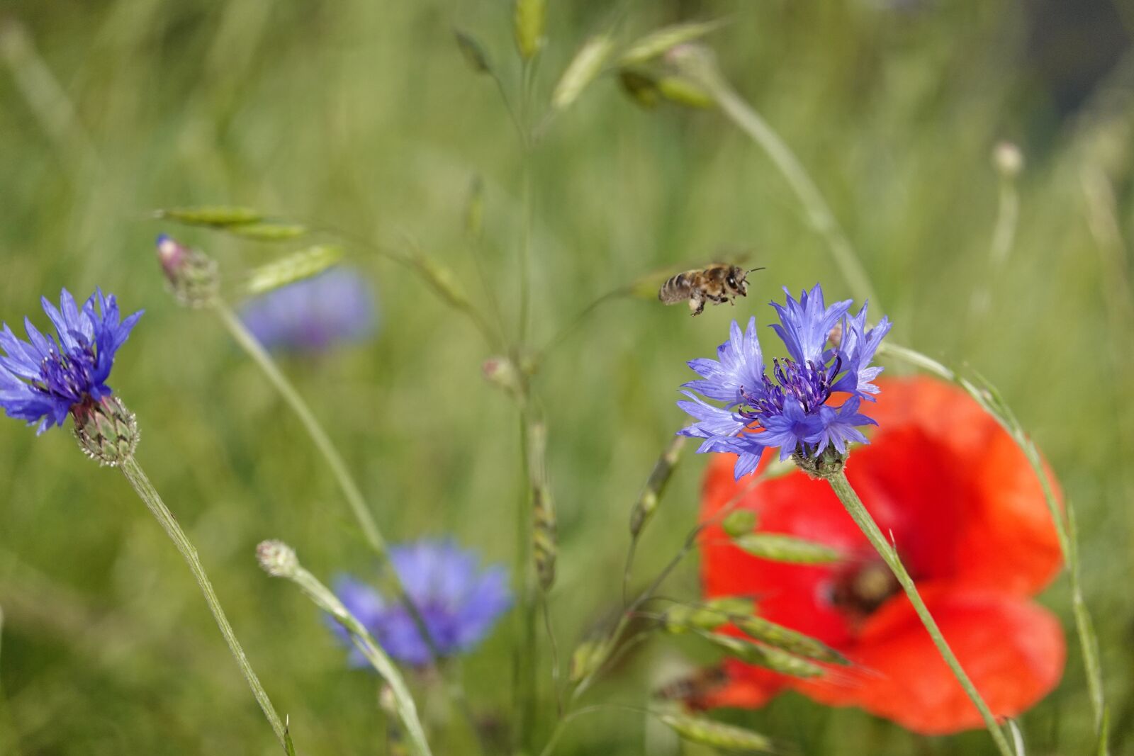 Sony Cyber-shot DSC-RX100 VI sample photo. Summer, flowers, cornflowers photography