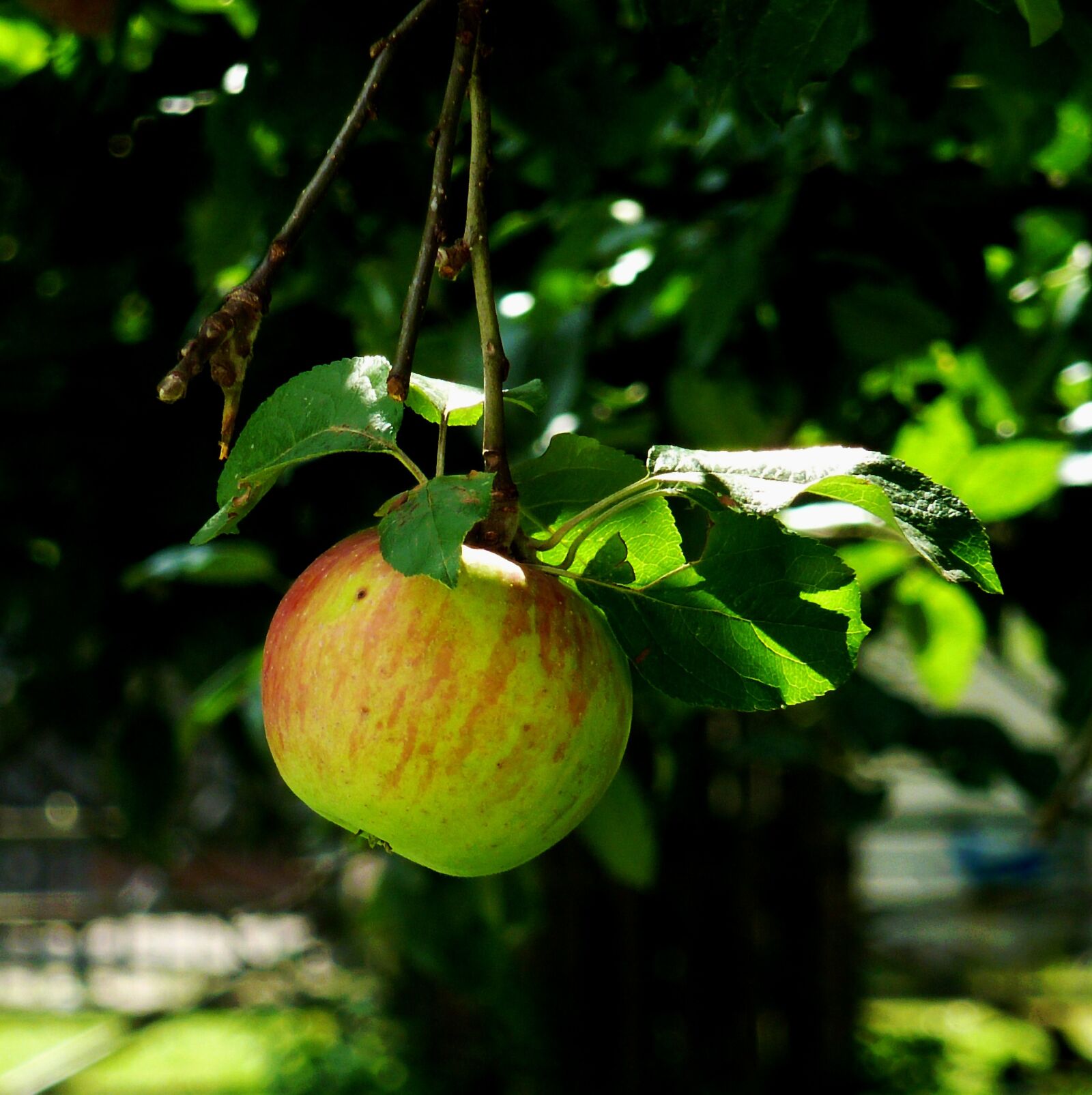 Panasonic DMC-TZ7 sample photo. Apple, fruit, vitamins photography