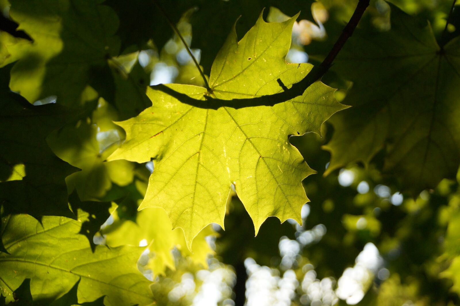 Sony DT 18-55mm F3.5-5.6 SAM II sample photo. Light, shadow play, plant photography