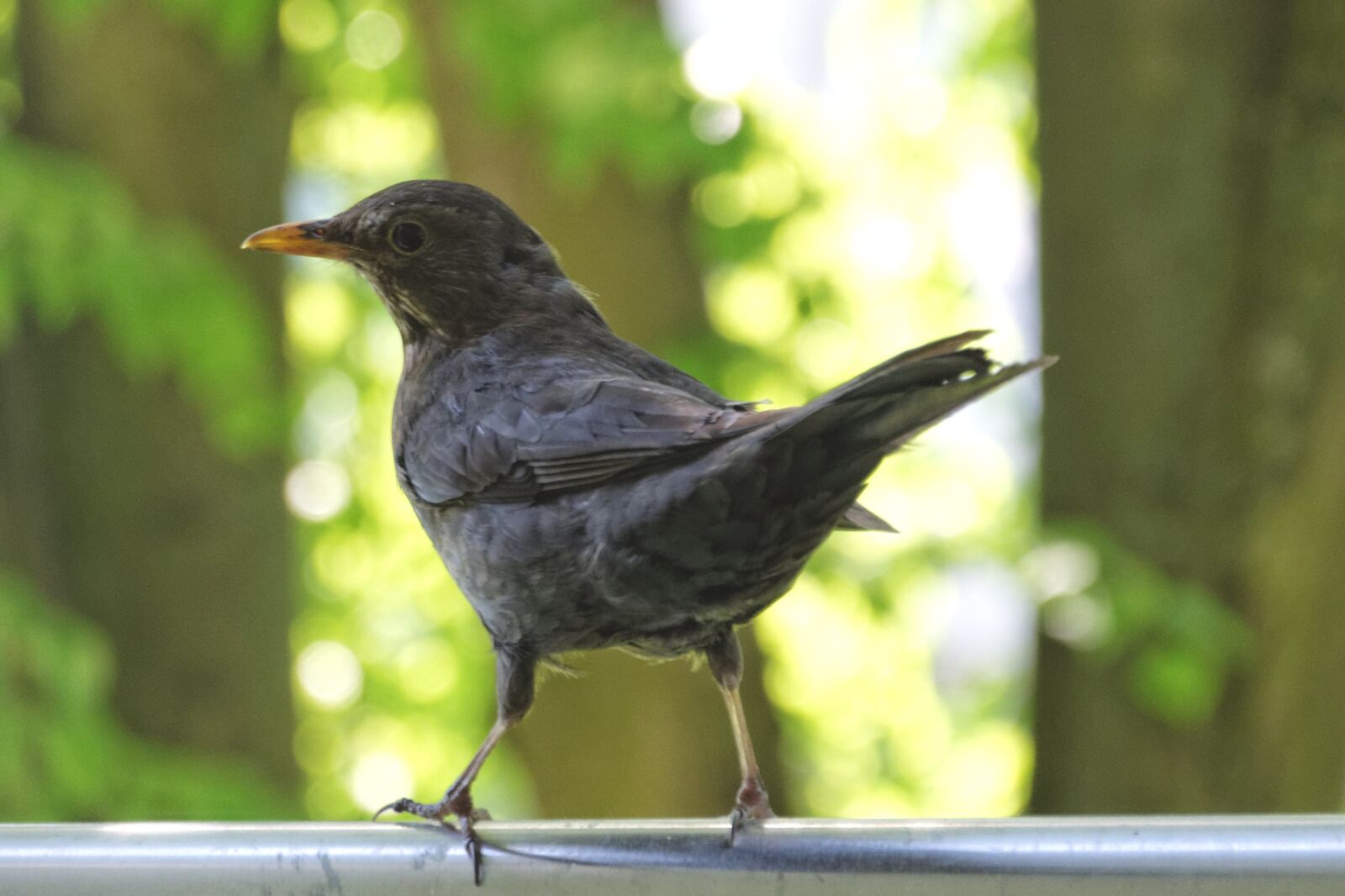 Nikon D5300 sample photo. Blackbird, balcony photography