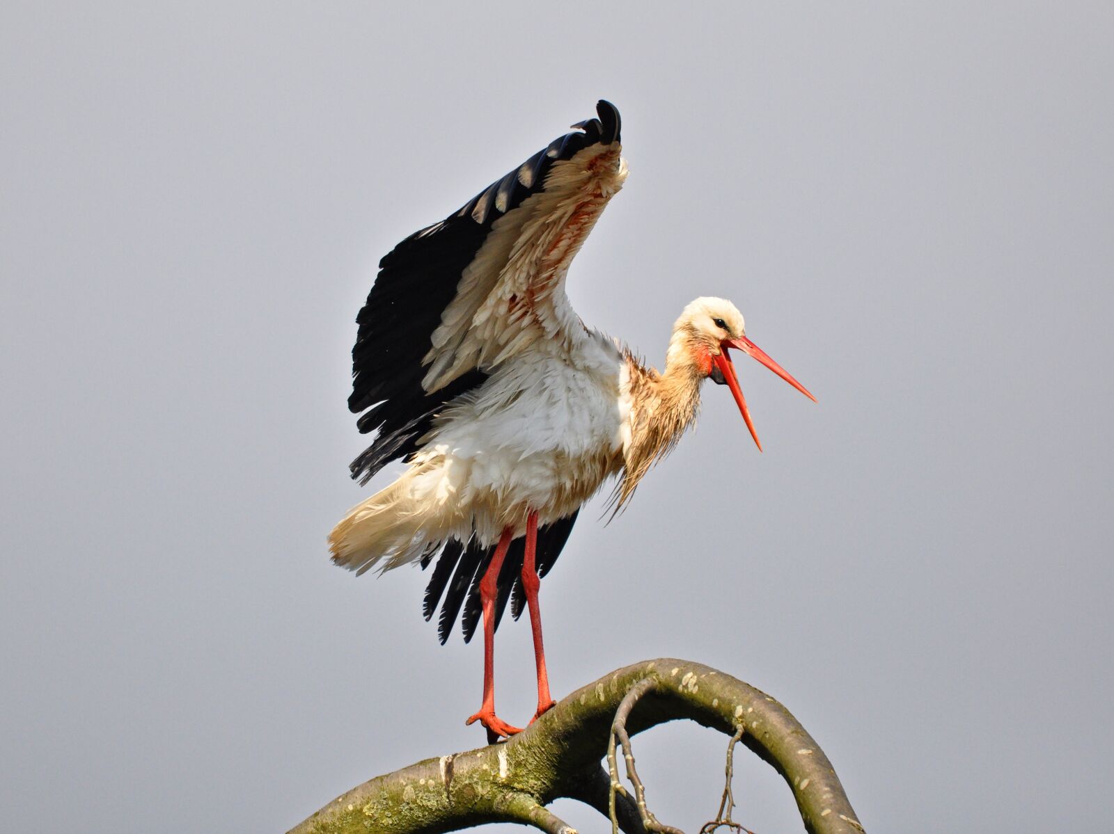 Nikon D90 sample photo. Stork, bird, animal photography