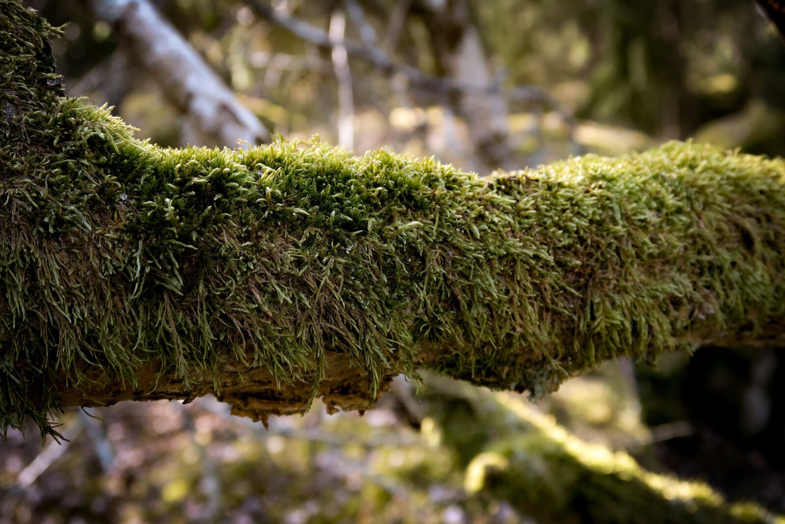 Canon PowerShot G7 X Mark II sample photo. Moss, forest, closeup photography