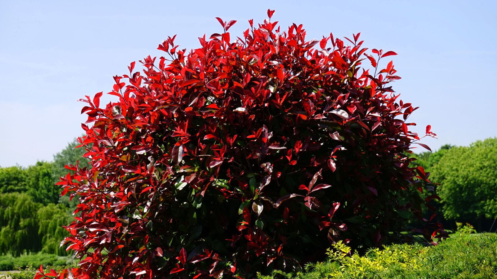 Sony MODEL-NAME + Sony E 55-210mm F4.5-6.3 OSS sample photo. Leaves, red, bush photography