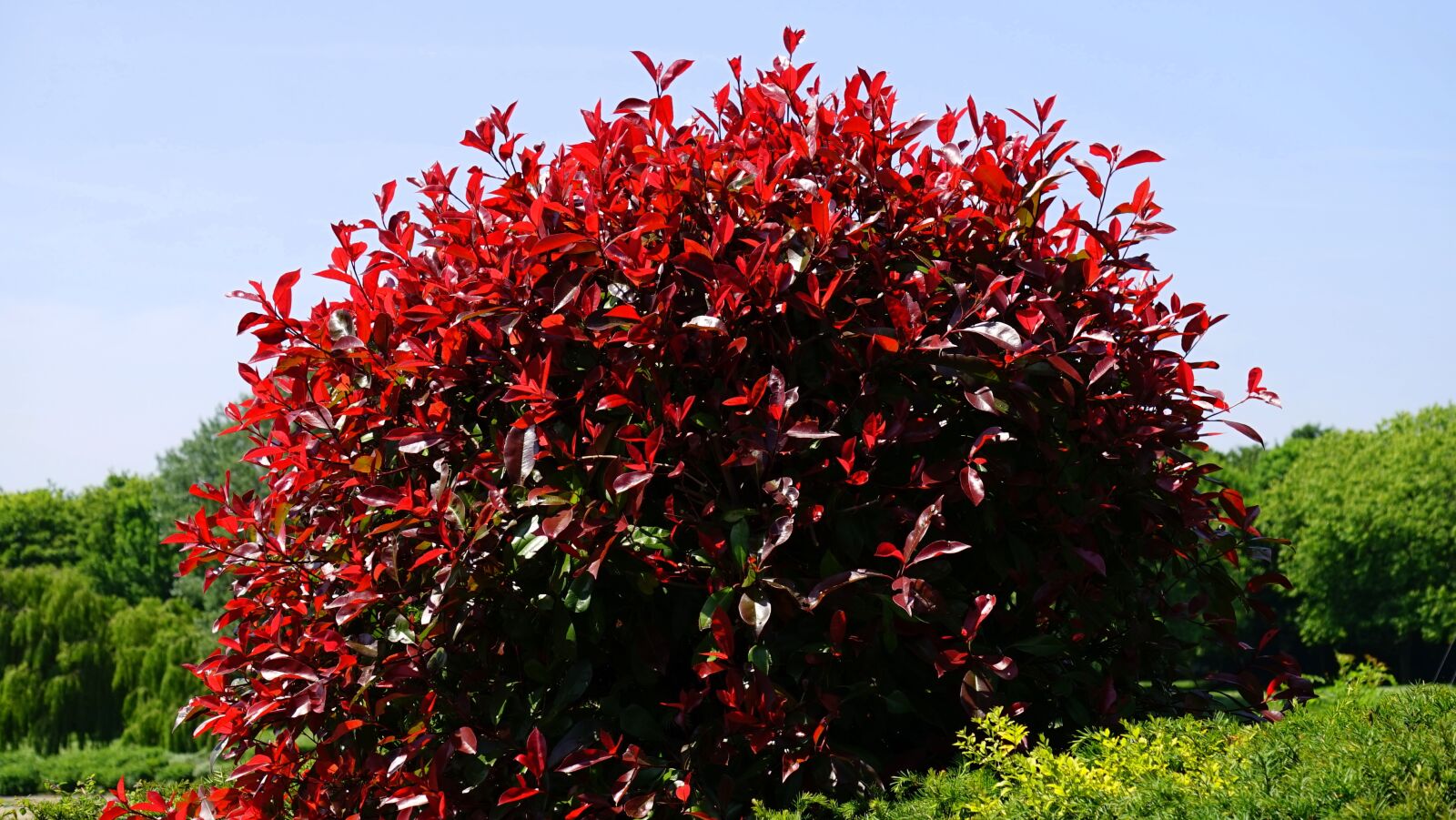 Sony MODEL-NAME sample photo. Leaves, red, bush photography