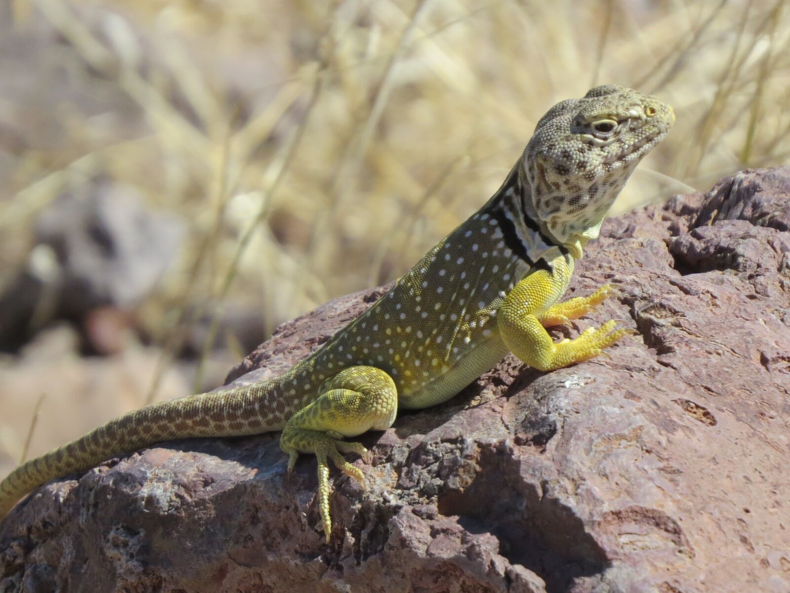 Canon PowerShot SX50 HS sample photo. Reptile, lizard, wildlife photography