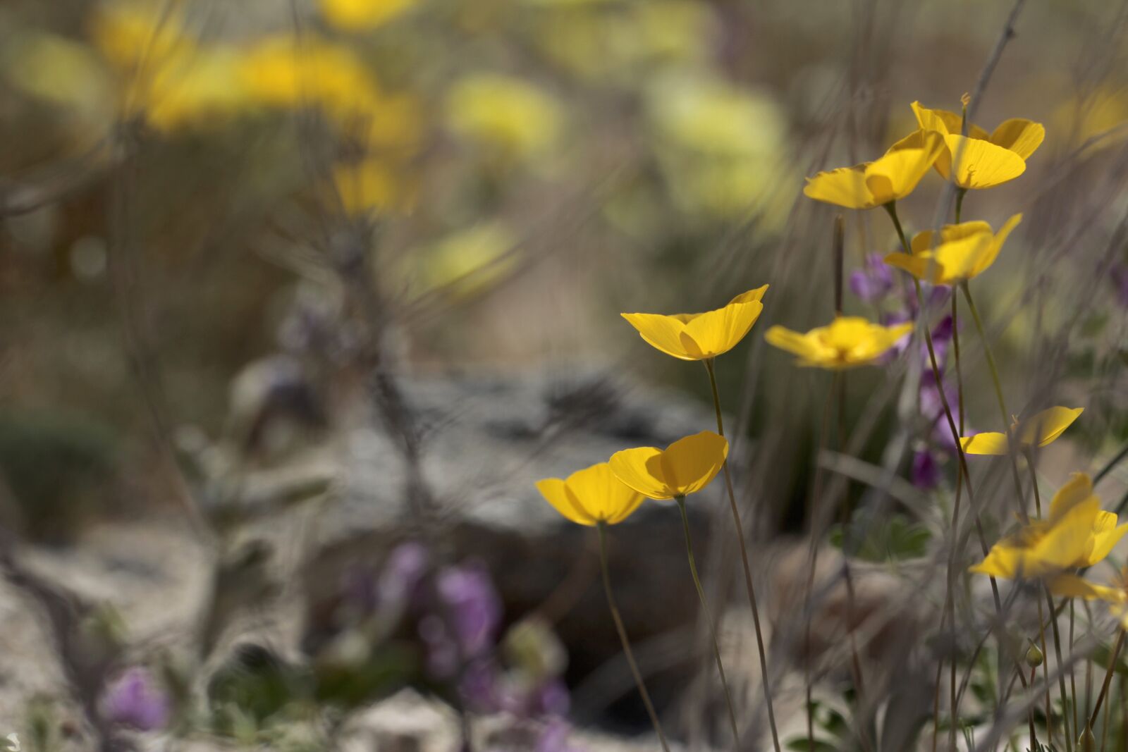 Canon EF 100mm F2.8L Macro IS USM sample photo. Poppies, california, wildflowers photography