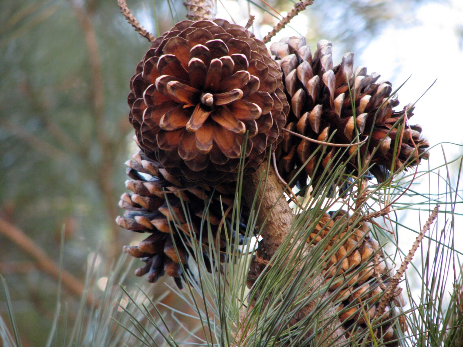 Canon POWERSHOT S5 IS sample photo. Pine cones, conifer, pine photography