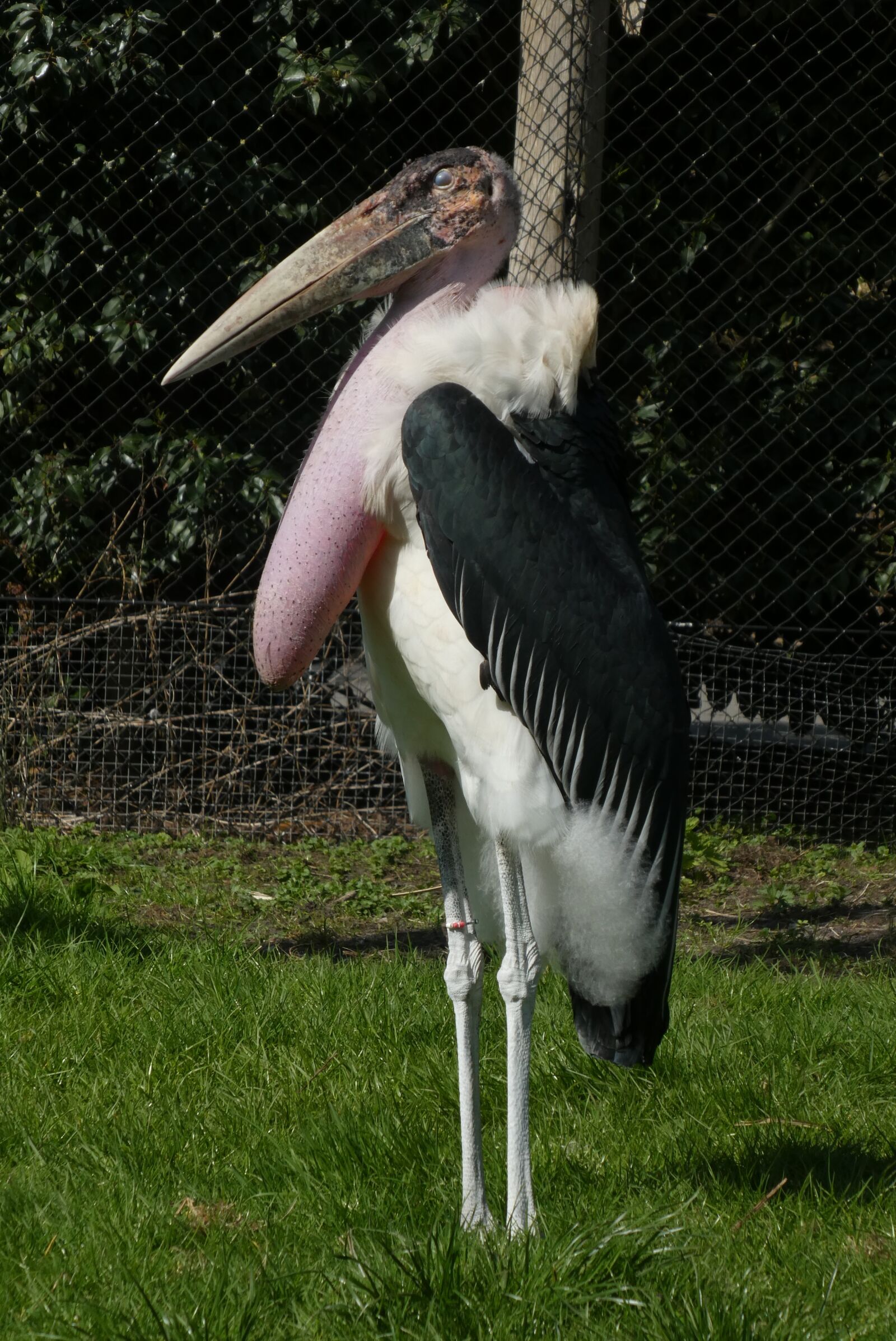 Panasonic Lumix DC-ZS70 (Lumix DC-TZ90) sample photo. Marabou stork, zoo, blijdorp photography