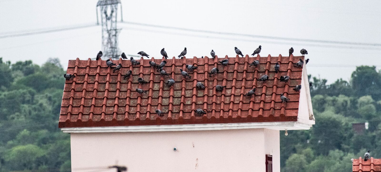Nikon D3300 sample photo. Pigeons, flock, sitting photography