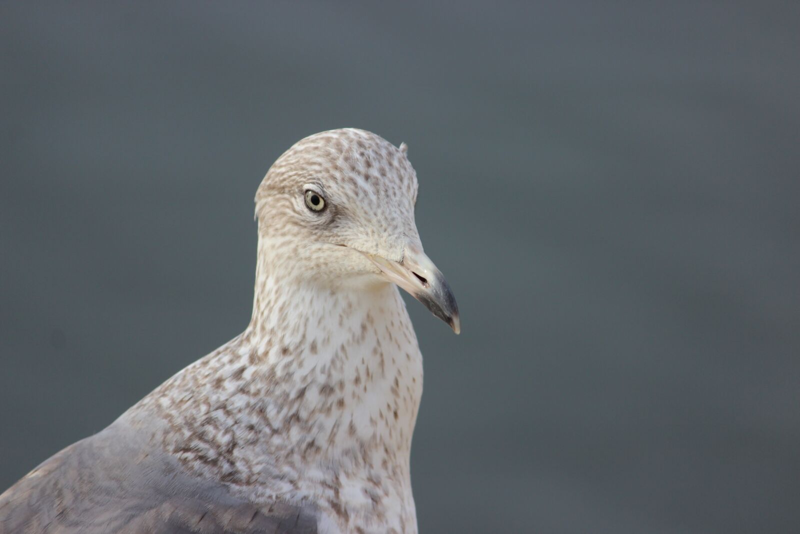 Canon EF-S 55-250mm F4-5.6 IS II sample photo. Seagull, peak, eye photography