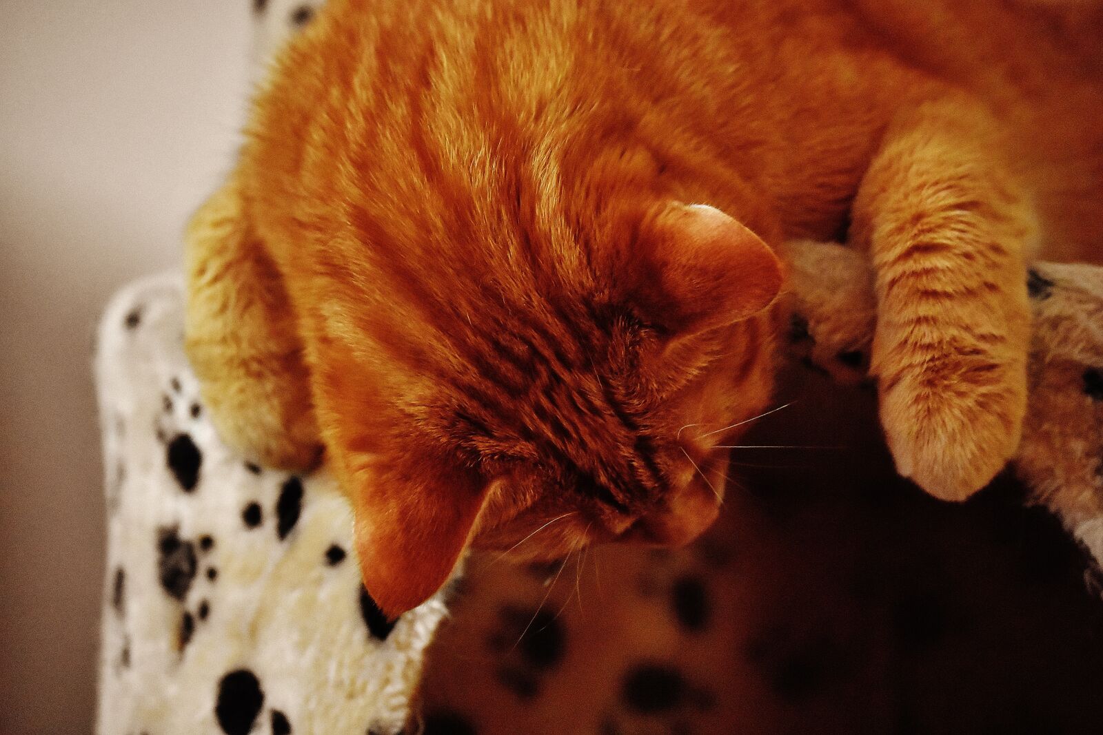 Nikon D7200 sample photo. Cat, red, cute photography