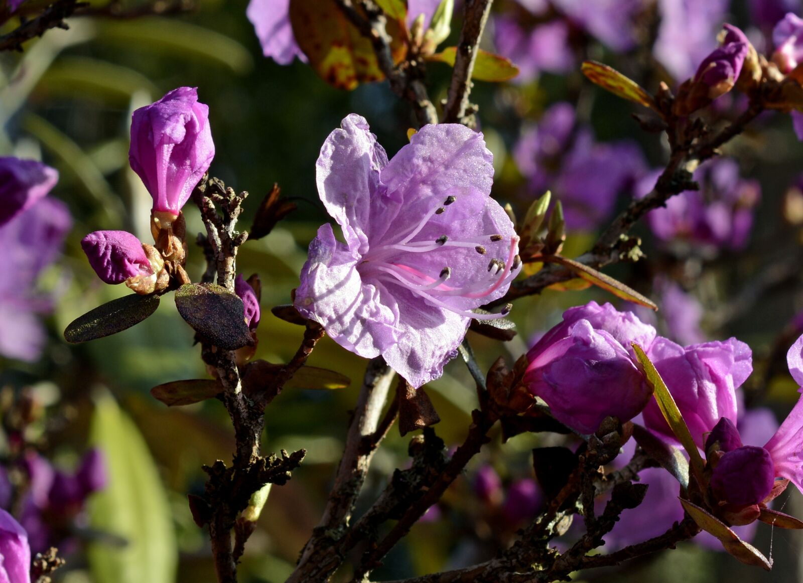 Nikon D7100 sample photo. Rhododendron, blossom, bloom photography