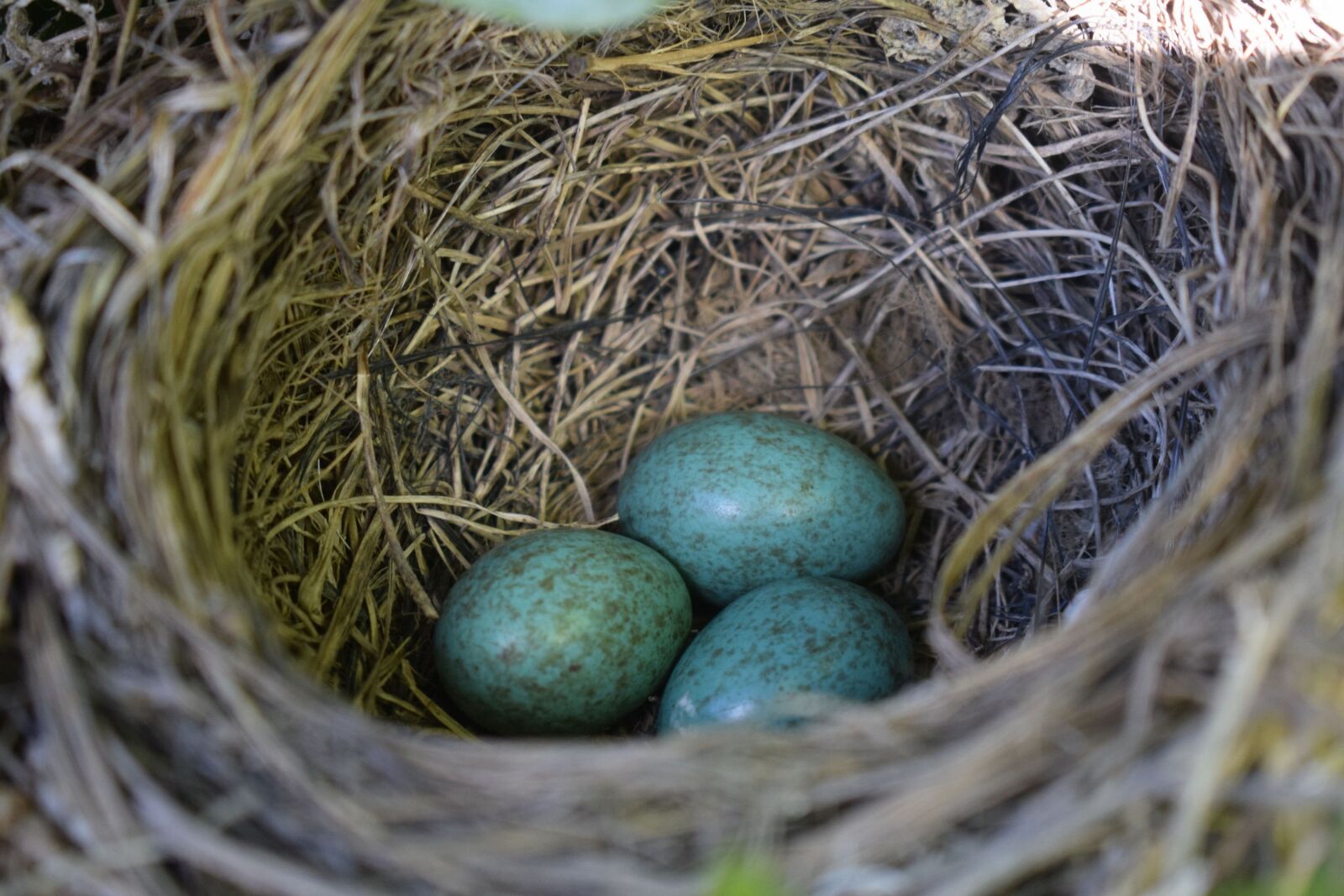 Nikon D3300 sample photo. Nest, straw, nature photography