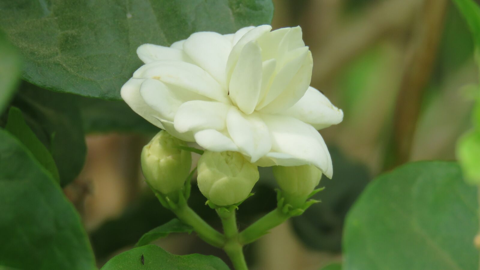 Canon PowerShot SX60 HS sample photo. Flower, jasmine, nature photography