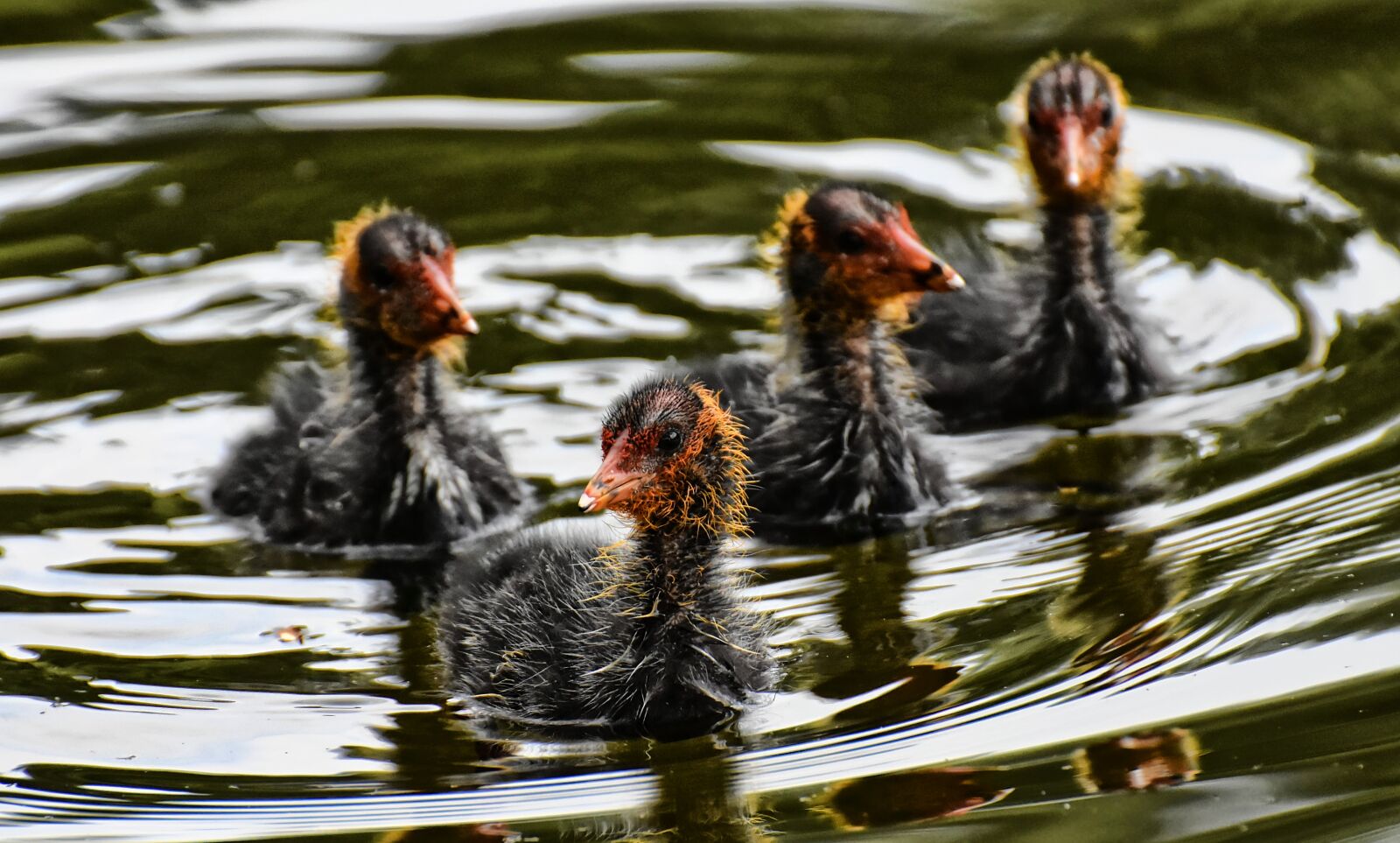 Nikon D7200 sample photo. Coots, chicks, waters photography