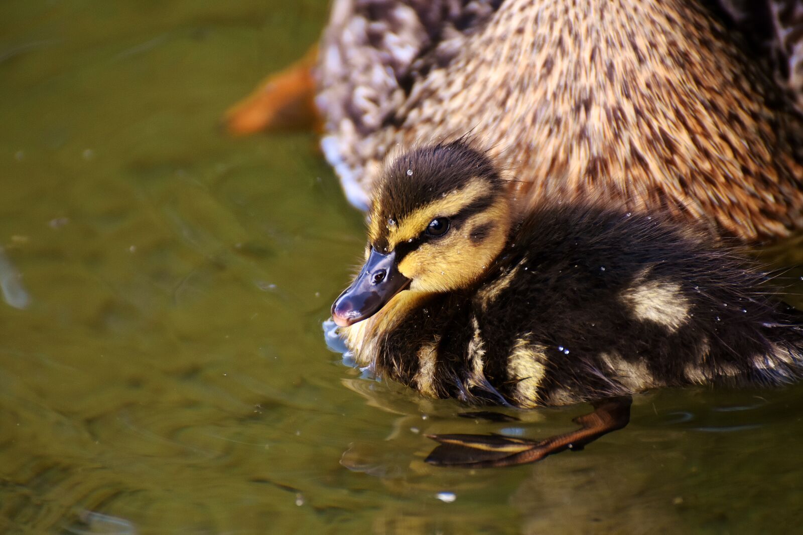 Nikon D7200 sample photo. Mallard, chicks, baby photography